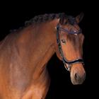 Browband PresTeq StarGlow Brown-Light Blue