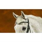 Browband Silver Clincher V-Shaped New English Collection Dy'on Black