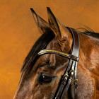 Browband V-Form mit Messingbeschlägen D Collection Dy'on Brown