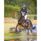 Brushing Boots QHP Eventing Hind Blue