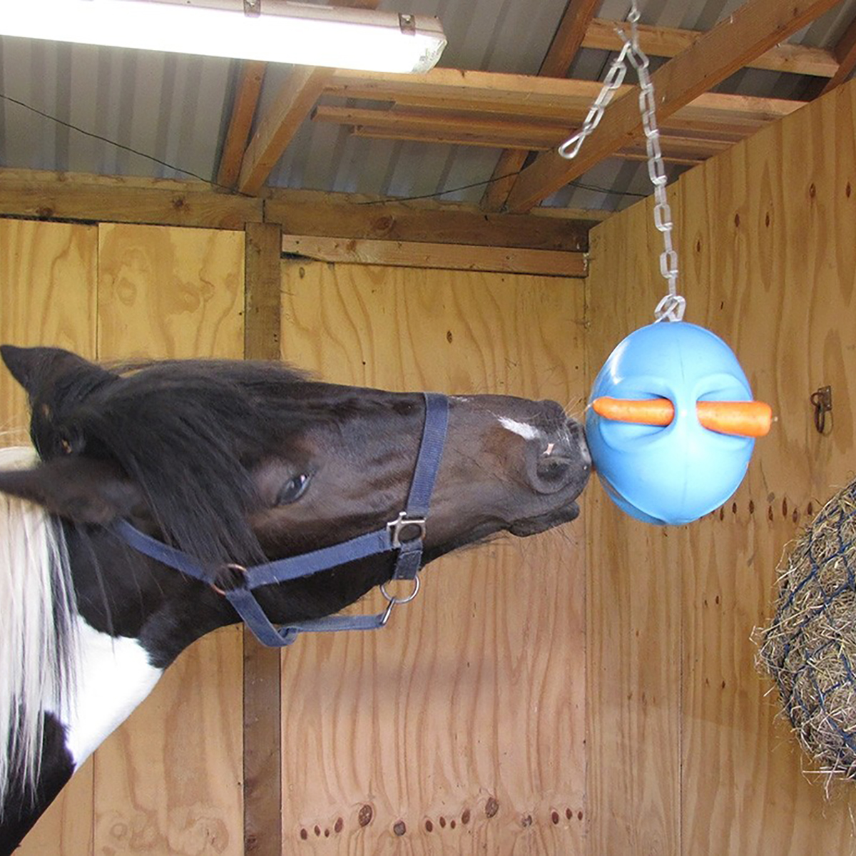 horse carrot ball