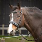 Cavesson Bridle Harry's Horse Comfort Black