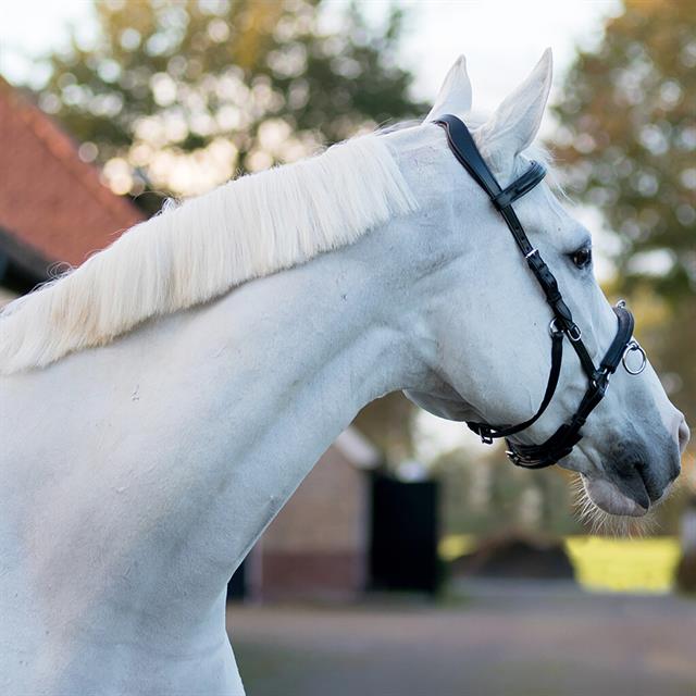 Cavesson Bridle QHP Black