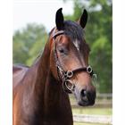 Cavesson Bridle QHP Brown