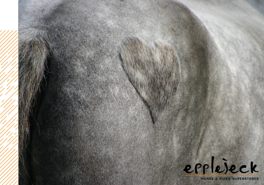 Clipping your horse: everything you need to know