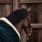 Cooler Rug Kentucky Show Heavy Dark Green