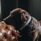 Dog Collar Kentucky Loop Grey