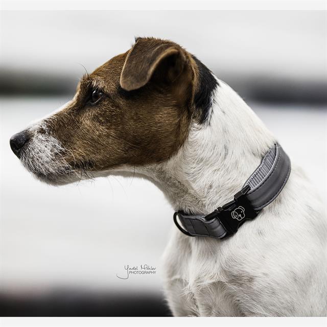 Dog Collar Kentucky Reflective Grey
