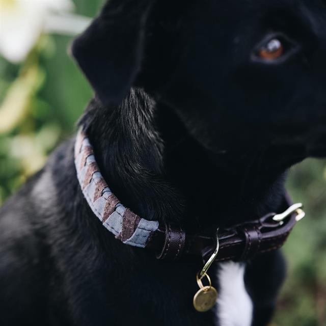 Dog Collar Kentucky Triangle Brown