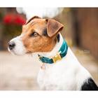 Dog Collar Kentucky Velvet Dark Green