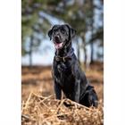 Dog Collar LeMieux Ascot Dark Blue