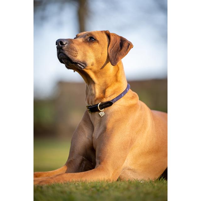 Dog Collar LeMieux Ascot Dark Blue