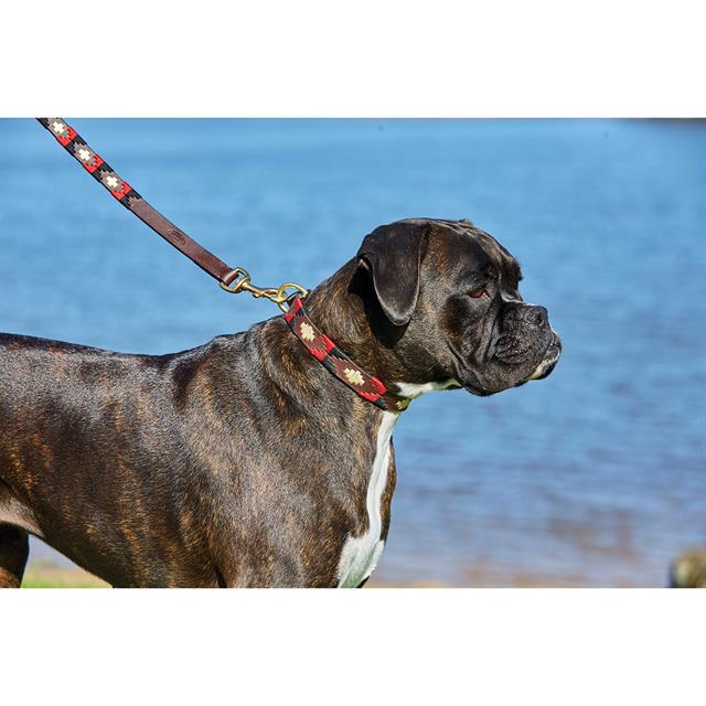 Dog Collar WeatherBeeta Polo Brown-Black