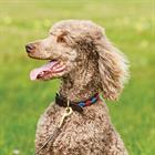 Dog Collar WeatherBeeta Polo Multicolour