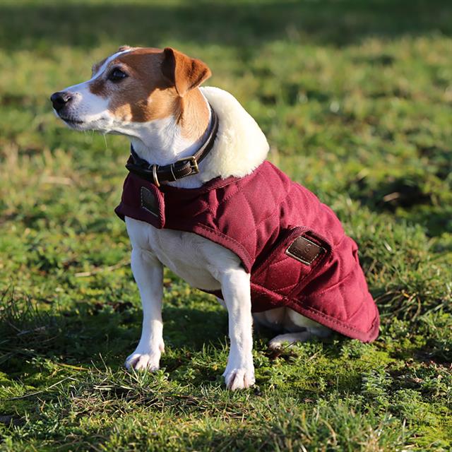 Dog Rug Kentucky Dark Red