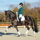 Dressage Saddle Pad Horsegear HGKemble White-Green