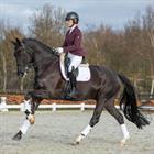 Dressage Saddle Pad Horsegear HGKemble White-Red