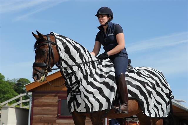 Exercise Sheet Bucas Buzz Off Riding Zebra Zebra