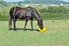 Feed Ball Hay Play Orange
