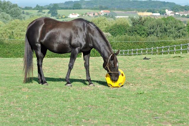 Feed Ball Hay Play Orange