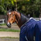Fly Rug Epplejeck 2.0 Dark Blue-Silver