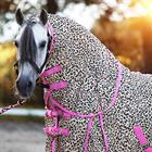 Fly Sheet Epplejeck Leopard Fancy Junior Brown-Pink