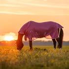 Fly Sheet Epplejeck Summertime Full Neck Pink