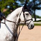 Fly Veil Equestrian Stockholm Modern Lagoon Blush Dark Blue