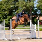 Fly Veil Equestrian Stockholm Modern Lagoon Blush Dark Blue