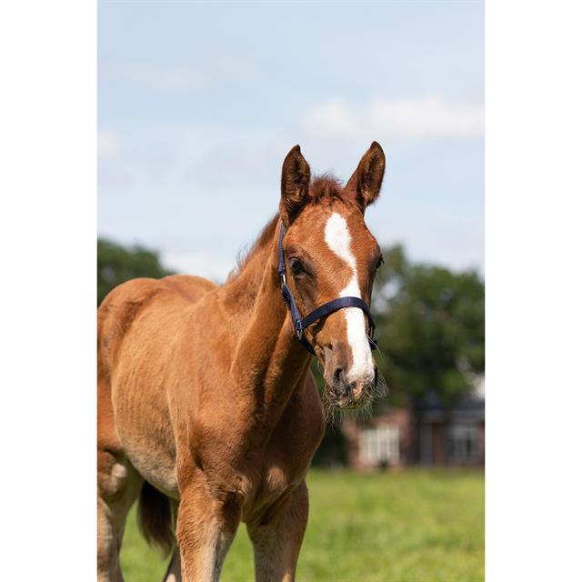 Foal Halter Q-Essentials Mini Dark Blue