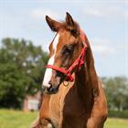 Foal Halter Q-Essentials Mini Red