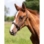Foal Halter QHP Lupine Leather Mid Brown-Beige