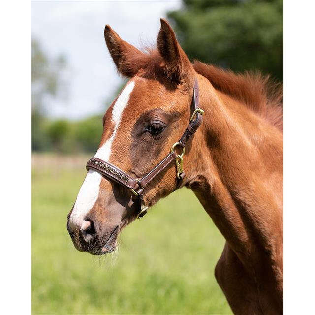 Foal Halter QHP Lupine Leather Mid Brown-Beige