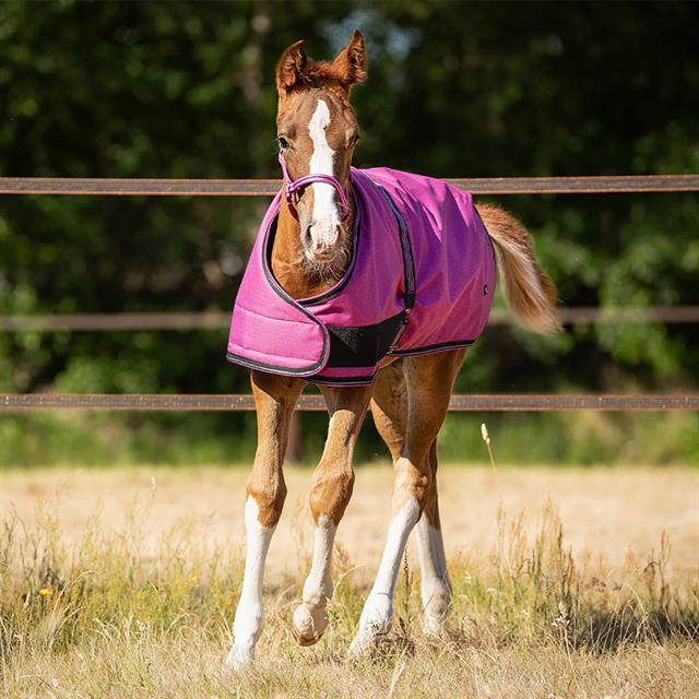 Foal Turnout Rug QHP Collection Pink
