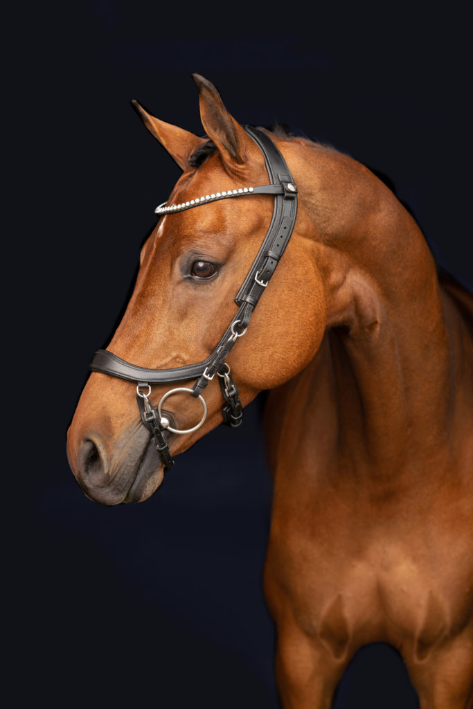 Bitless Bridle QHP Anatomical Brown - Epplejeck