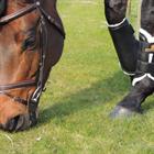 Gamaschen Turnout Leder Vorne Kentucky Black