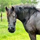 Grass Muzzle Epplejeck EJAir Black