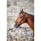 Hackamore Trense D Collection Dy'on Brown