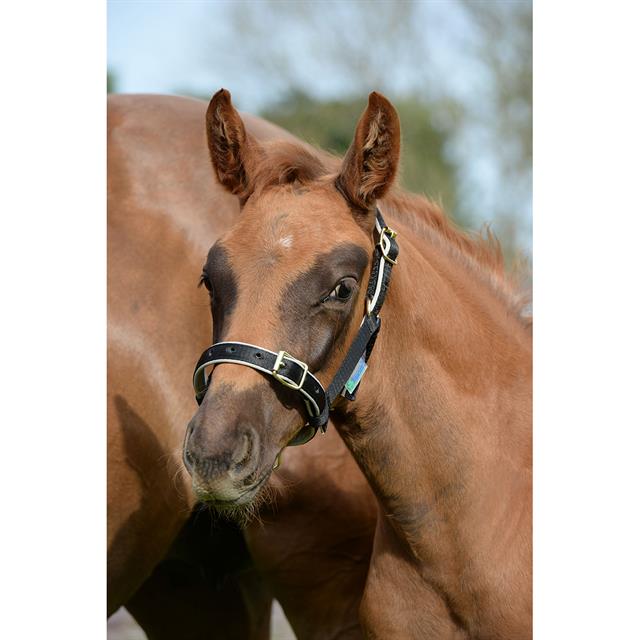 HALSTER BUCAS DUBLIN Black-Silver