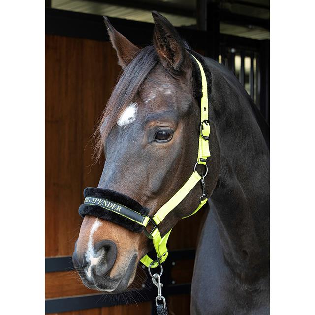 HALSTER HARRY'S HORSE LYRICS QUOTES Light Green