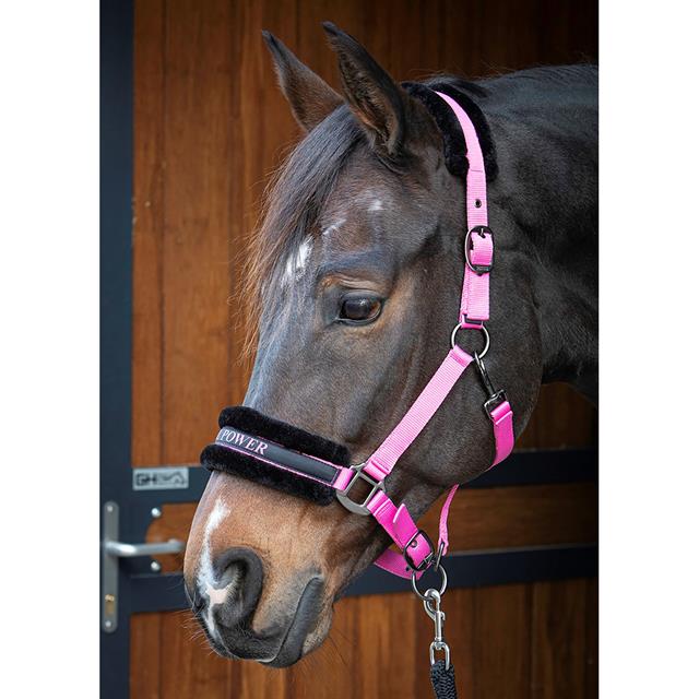 HALSTER HARRY'S HORSE LYRICS QUOTES Pink