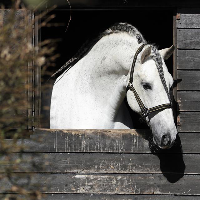 HALSTER HORSEGEAR ZARI Black-Gold