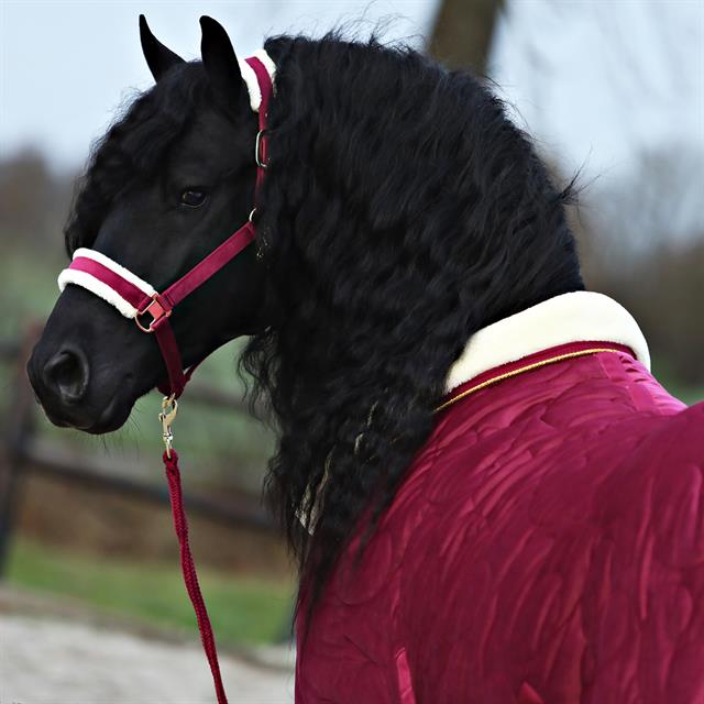 Halter And Lead Friesianhorse By Horsegear Dark Red