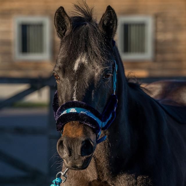 Halter and Lead Rope Horka Ride & Shine Turquoise