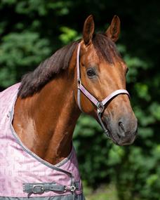 Halter and Lead Rope QHP Turnout Collection