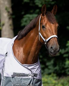 Halter and Lead Rope QHP Turnout Collection