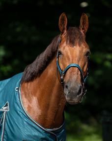 Halter and Lead Rope QHP Turnout Collection