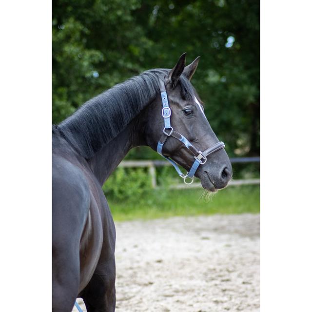Halter and Lead Rope SKØL SKAslög Light Blue-Brown