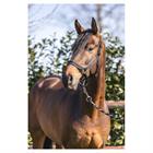 Halter Anky Grooming Black