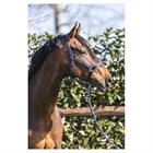 Halter Anky Grooming Dark Blue